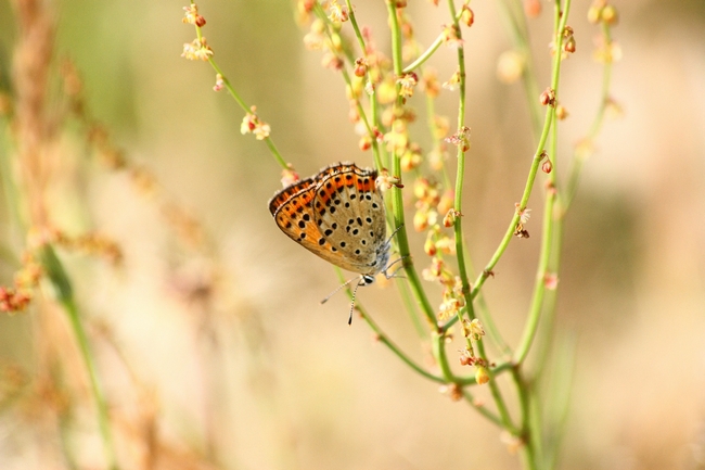 Lycaena alciphron (No) , tytirus o...thersamon???